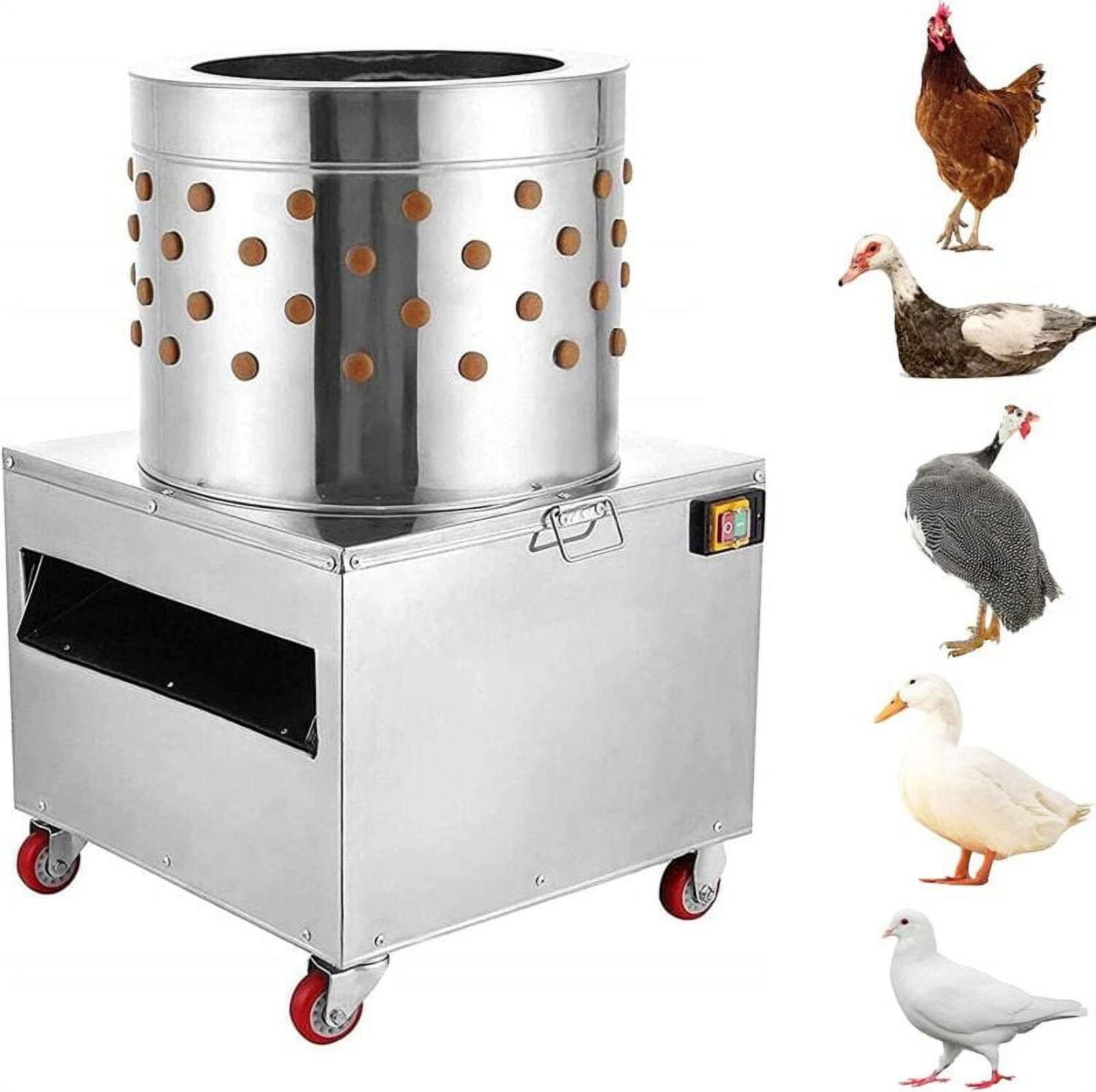 cách sửa gà đá cách sửa gà đá
