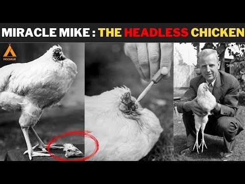 đá gà 369 trực tiếp,Đá gà 369 trực tiếp: Thứ hai, một cuộc chiến không chỉ là thể thao đá gà 369 trực tiếp,Đá gà 369 trực tiếp: Thứ hai, một cuộc chiến không chỉ là thể thao
