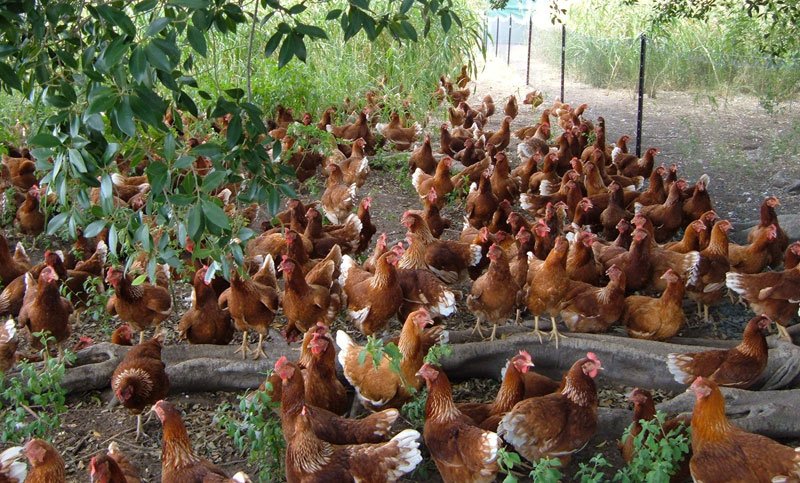 xem đá gà trực tiếp trên mạng hôm nay xem đá gà trực tiếp trên mạng hôm nay