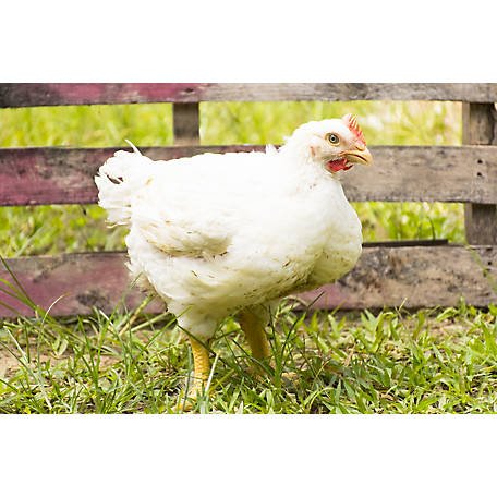 coi dạy gà đá coi dạy gà đá