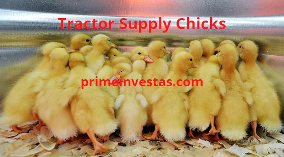 trực tiếp đá gà 67 thomo trực tiếp đá gà 67 thomo