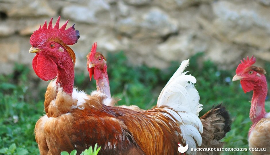 đá gà thomo ngày 1 tháng 9 năm 2019 đá gà thomo ngày 1 tháng 9 năm 2019