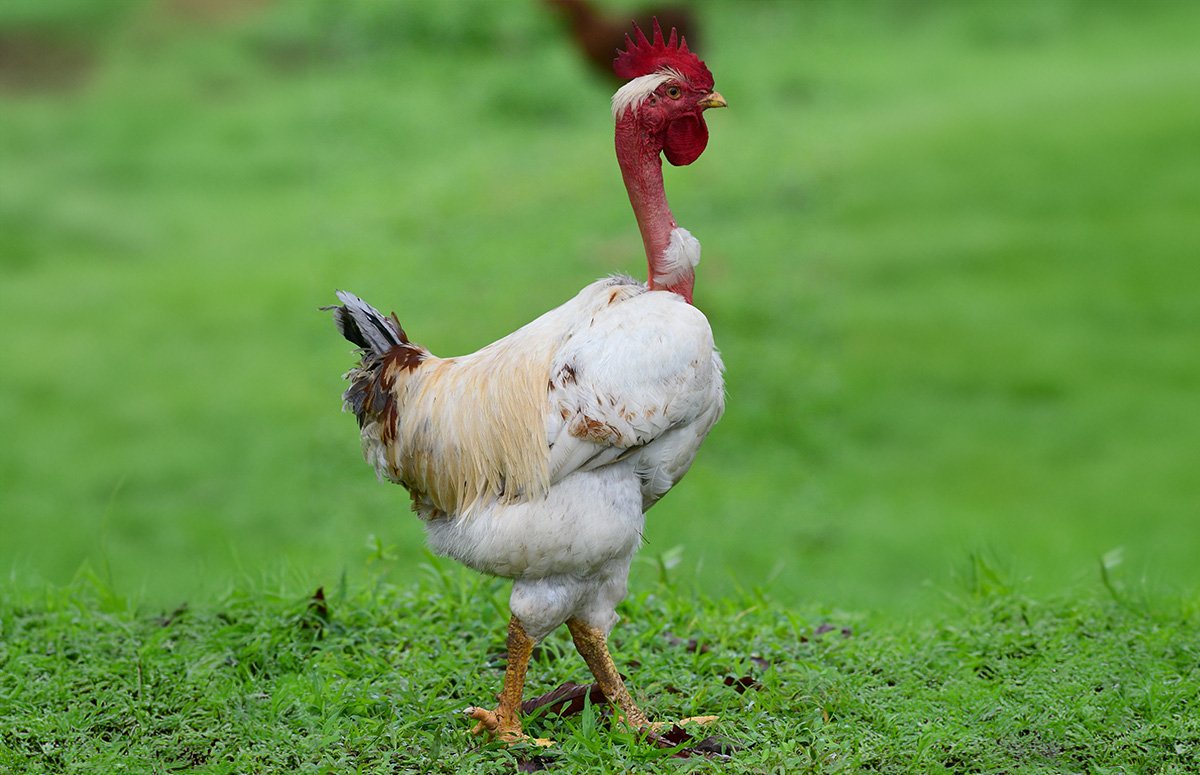 sách gà đá cựa sắt sách gà đá cựa sắt