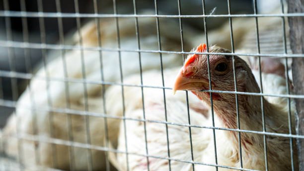 gà tre đá cần thơ,Khám Phá Gà Tre Đá Cần Thơ: Đặc Điểm, Ưu Điểm và Cách Chăm Sóc gà tre đá cần thơ,Khám Phá Gà Tre Đá Cần Thơ: Đặc Điểm, Ưu Điểm và Cách Chăm Sóc