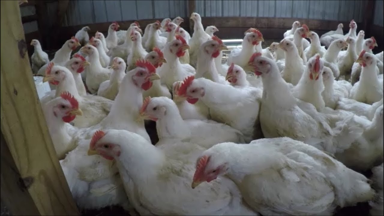 đá gà thomo ngày 12 tháng 9 đá gà thomo ngày 12 tháng 9