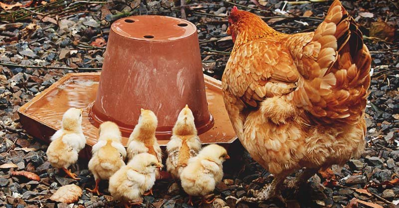đá gà nòi siêu mỹ đá gà nòi siêu mỹ