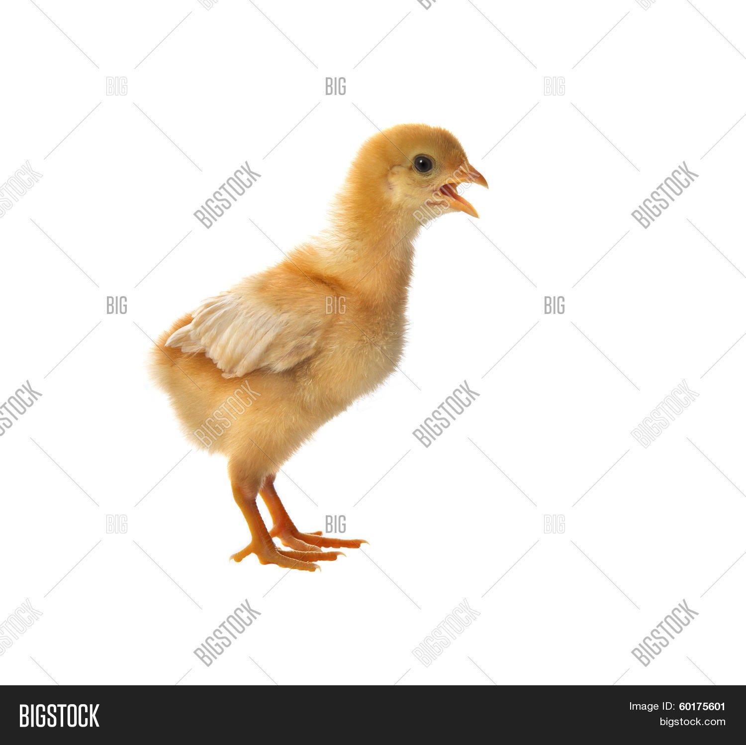 xem đá gà my xem đá gà my
