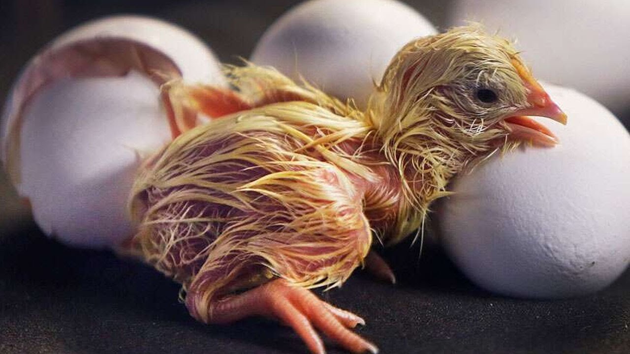 đá gà trồng cựa dao đá gà trồng cựa dao