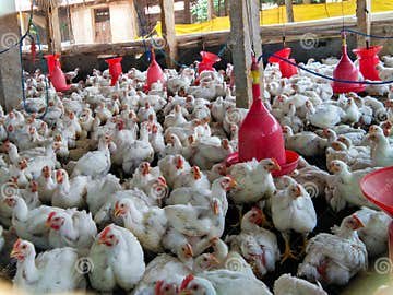 đá gà trực tiếp bồ 369,Đá gà trực tiếp bồ 369: Cách Chơi Đá Gà Trực Tiếp Hiệu Quả Nhất đá gà trực tiếp bồ 369,Đá gà trực tiếp bồ 369: Cách Chơi Đá Gà Trực Tiếp Hiệu Quả Nhất