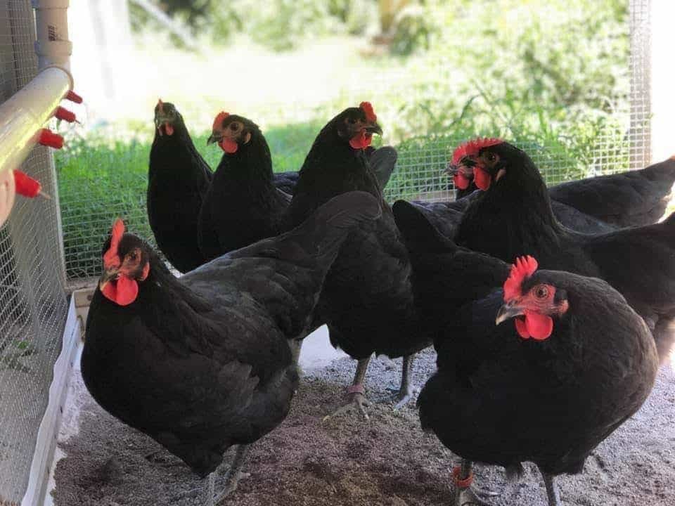 xem ngày cho gà đá,Chi Tiết Độ C Giới Thiệu Bài Viết Về Xem Ngày Cho Gà Đá xem ngày cho gà đá,Chi Tiết Độ C Giới Thiệu Bài Viết Về Xem Ngày Cho Gà Đá