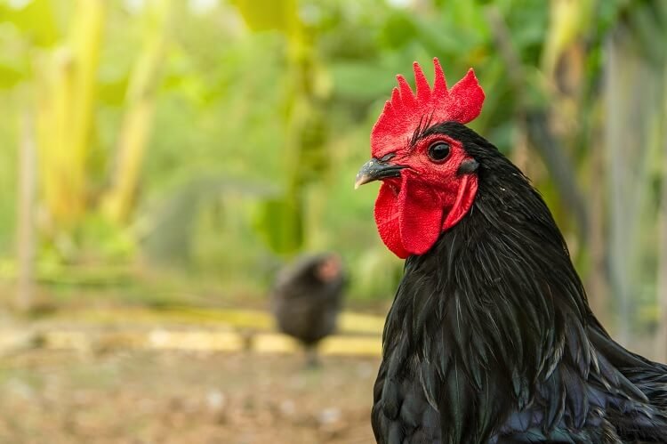 hướng dẫn làm chuồng gà đá hướng dẫn làm chuồng gà đá