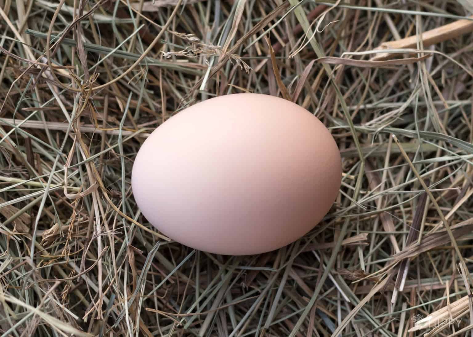 đăng tin web bán gà đá tphcm đăng tin web bán gà đá tphcm