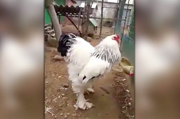 đá gà cựa sắt hay nhất thế giới,Đá gà cựa sắt hay nhất thế giới đá gà cựa sắt hay nhất thế giới,Đá gà cựa sắt hay nhất thế giới