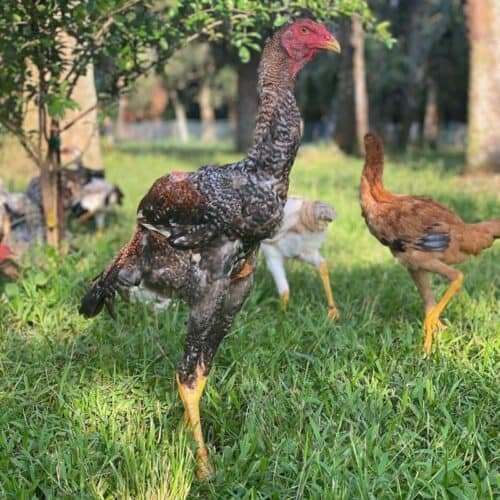 gà sừng lông đầu không chịu đá,Độc Đáo: Gà Sừng Lông Đầu Không Chịu Đá gà sừng lông đầu không chịu đá,Độc Đáo: Gà Sừng Lông Đầu Không Chịu Đá