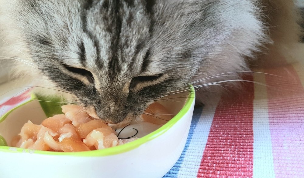 đá gà thomo ngày 10 tháng 12 đá gà thomo ngày 10 tháng 12